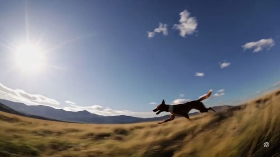 走る犬の生成画像