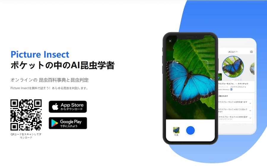 Picture Insect